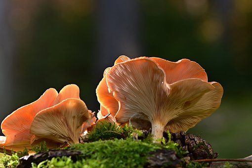 Exploring the nutritional content and bioactive compounds in mushroom supplements.